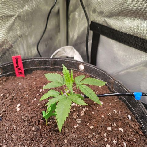 Orange Hill Spezial  #2 growlog timeline photo