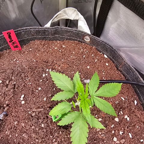 Orange Hill Spezial  #2 growlog timeline photo