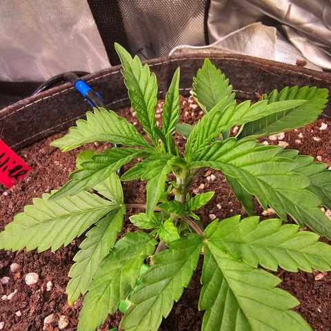 Orange Hill Spezial  #1 growlog timeline photo