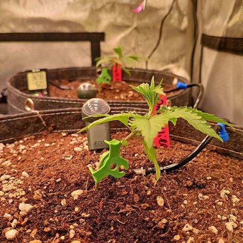 Orange Hill Spezial  #1 growlog timeline photo