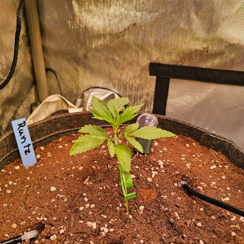 Melonade Runtz growlog timeline photo