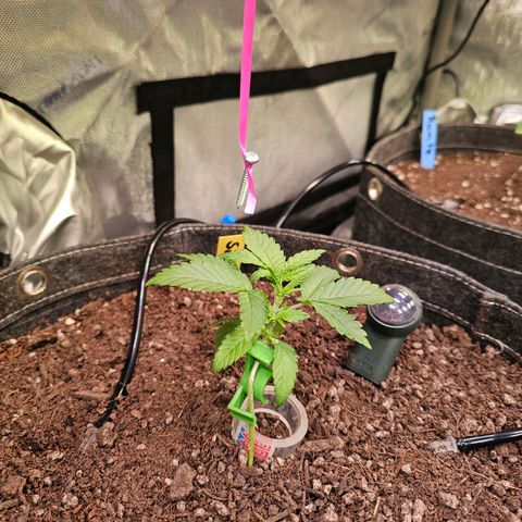 Gorilla Super Glue  #1 growlog photo: 520 micromol 