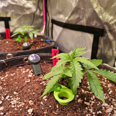 Orange Hill Spezial  #1 growlog photo: 520 micromol