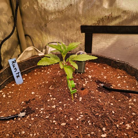 Melonade Runtz growlog photo: Boden PH auf 5.5