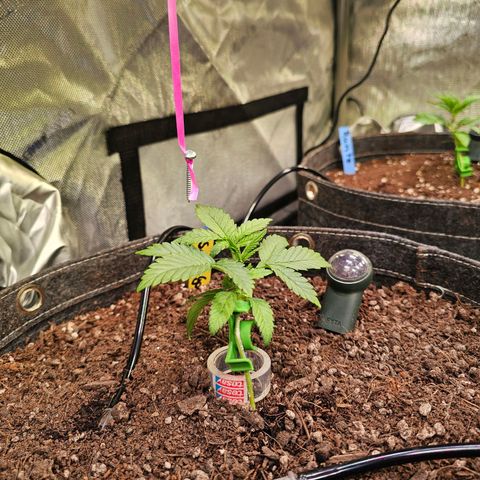 Gorilla Super Glue  #1 growlog photo: Boden PH auf 5.5