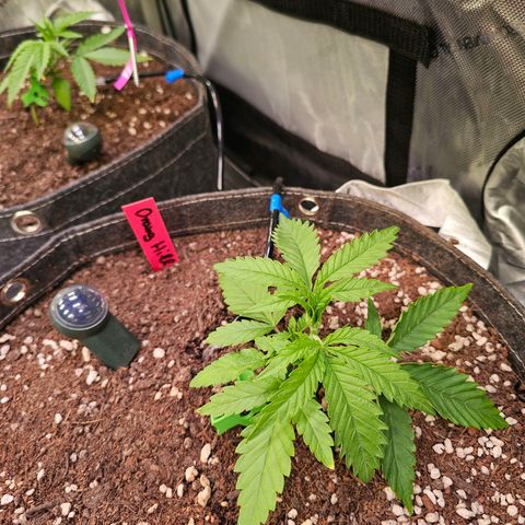 Orange Hill Spezial  #1 growlog photo: Boden PH auf 5.5