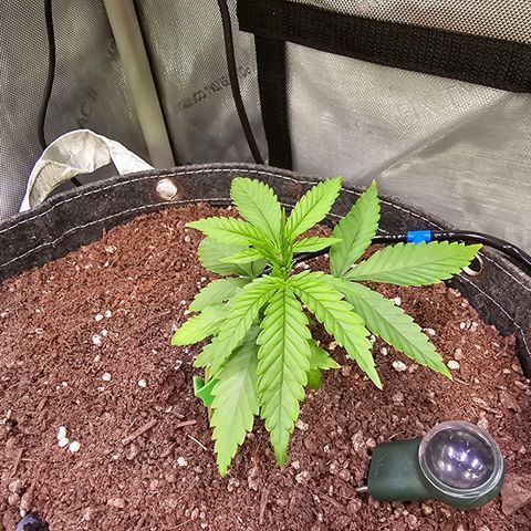Orange Hill Spezial  #2 growlog photo: Boden PH auf 5.5