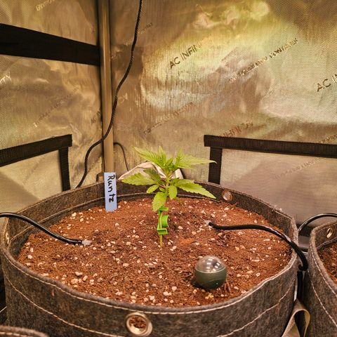 Melonade Runtz growlog timeline photo