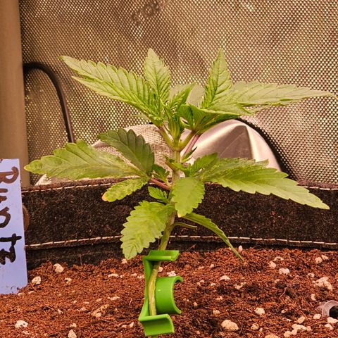 Melonade Runtz growlog timeline photo