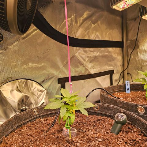 Gorilla Super Glue  #1 growlog timeline photo