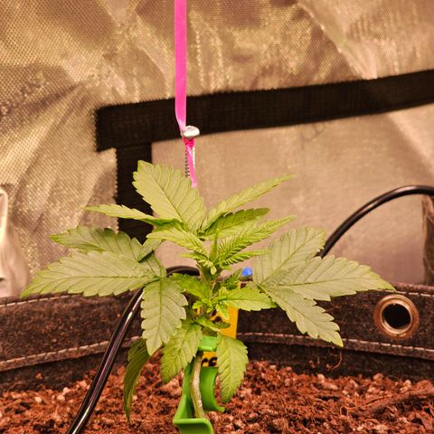 Gorilla Super Glue  #1 growlog timeline photo