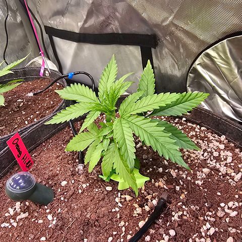 Orange Hill Spezial  #1 growlog timeline photo