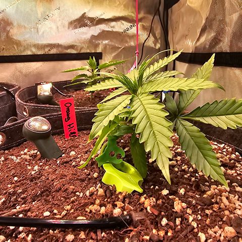 Orange Hill Spezial  #1 growlog timeline photo