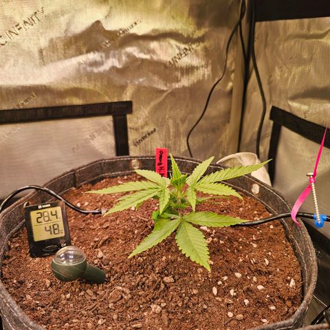 Orange Hill Spezial  #2 growlog timeline photo