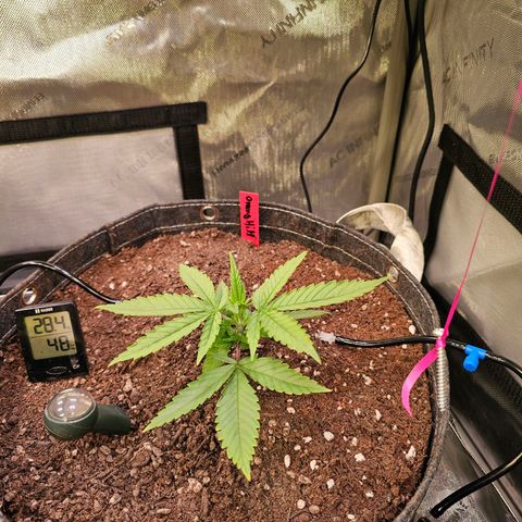 Orange Hill Spezial  #2 growlog timeline photo