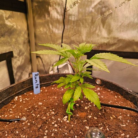 Melonade Runtz growlog timeline photo