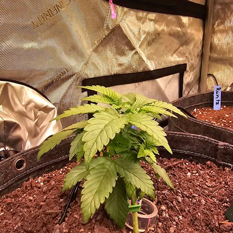 Gorilla Super Glue  #1 growlog timeline photo
