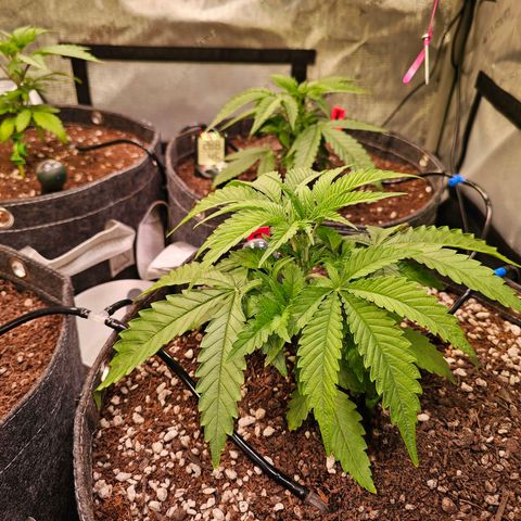 Orange Hill Spezial  #1 growlog timeline photo