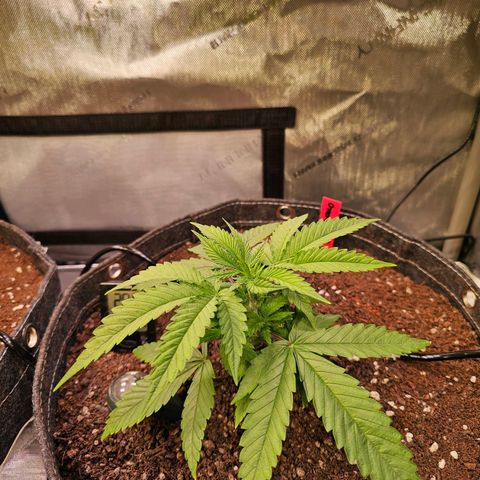 Orange Hill Spezial  #2 growlog timeline photo