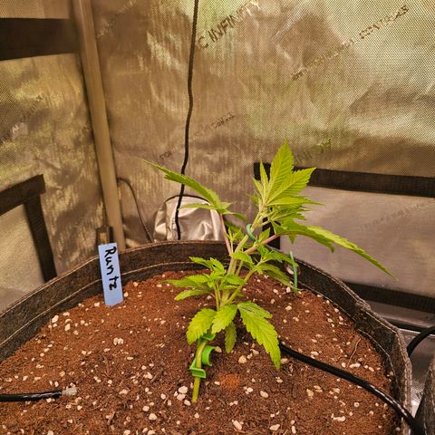 Melonade Runtz growlog timeline photo