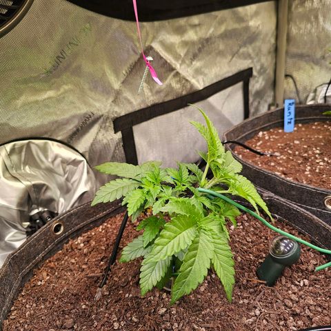 Gorilla Super Glue  #1 growlog timeline photo