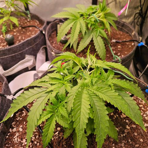 Orange Hill Spezial  #1 growlog timeline photo