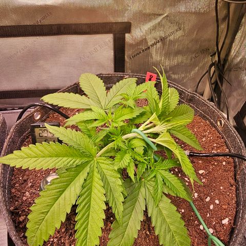 Orange Hill Spezial  #2 growlog timeline photo