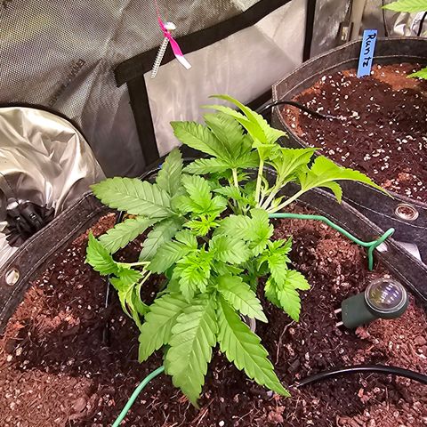 Gorilla Super Glue  #1 growlog timeline photo
