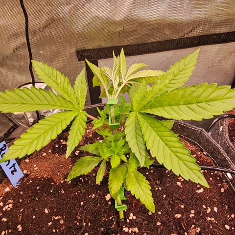 Melonade Runtz growlog timeline photo