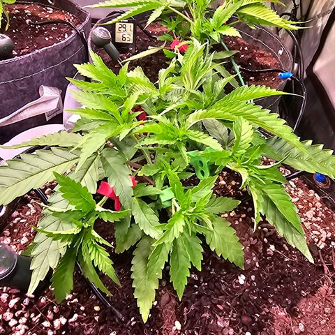 Orange Hill Spezial  #1 growlog timeline photo