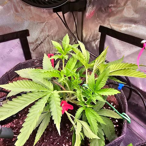 Orange Hill Spezial  #2 growlog timeline photo