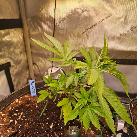 Melonade Runtz growlog timeline photo