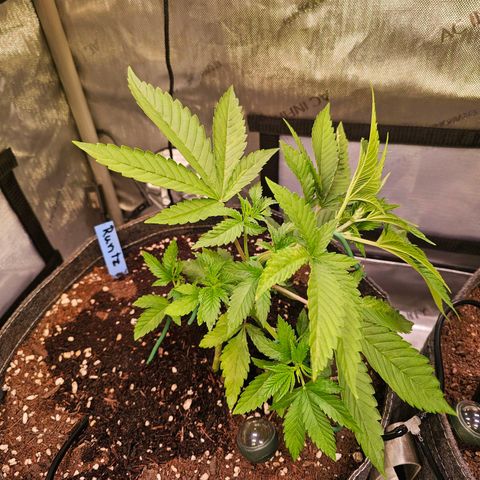 Melonade Runtz growlog timeline photo