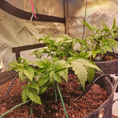 Gorilla Super Glue  #1 growlog timeline photo
