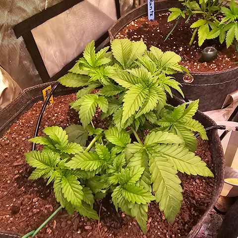 Gorilla Super Glue  #1 growlog timeline photo