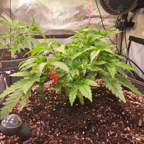 Orange Hill Spezial  #1 growlog timeline photo