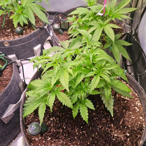Orange Hill Spezial  #1 growlog timeline photo