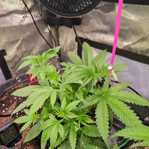 Orange Hill Spezial  #2 growlog timeline photo