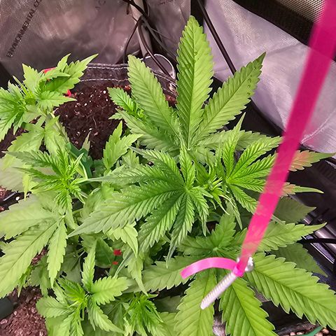 Orange Hill Spezial  #2 growlog timeline photo