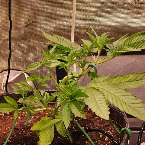 Melonade Runtz growlog timeline photo