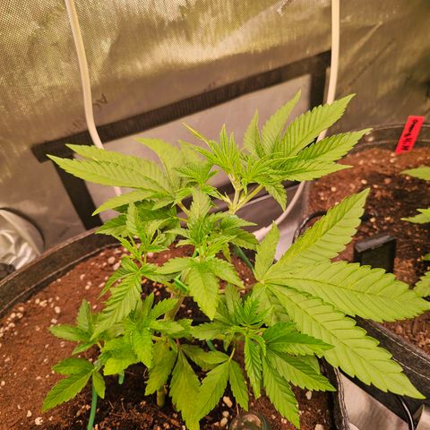 Melonade Runtz growlog timeline photo