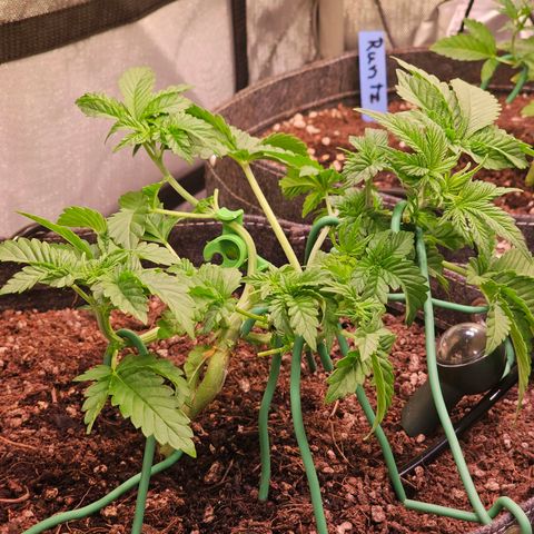 Gorilla Super Glue  #1 growlog timeline photo