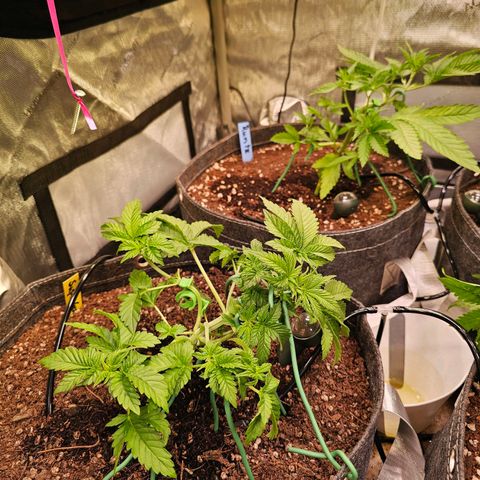 Gorilla Super Glue  #1 growlog timeline photo