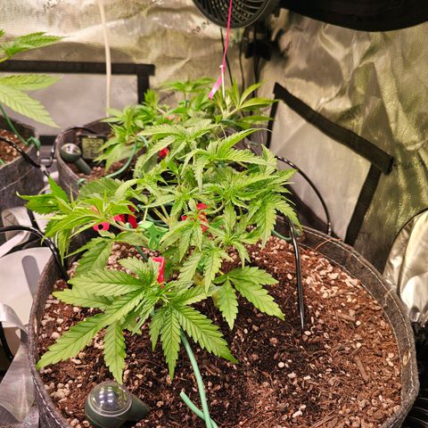 Orange Hill Spezial  #1 growlog timeline photo