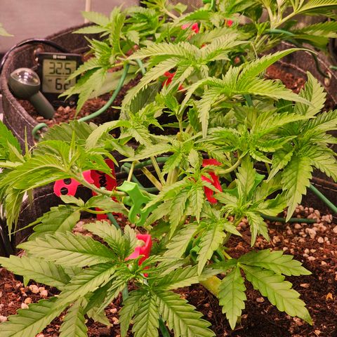 Orange Hill Spezial  #1 growlog timeline photo