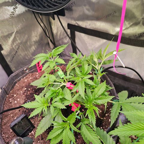 Orange Hill Spezial  #2 growlog timeline photo