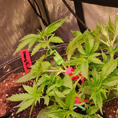 Orange Hill Spezial  #2 growlog timeline photo