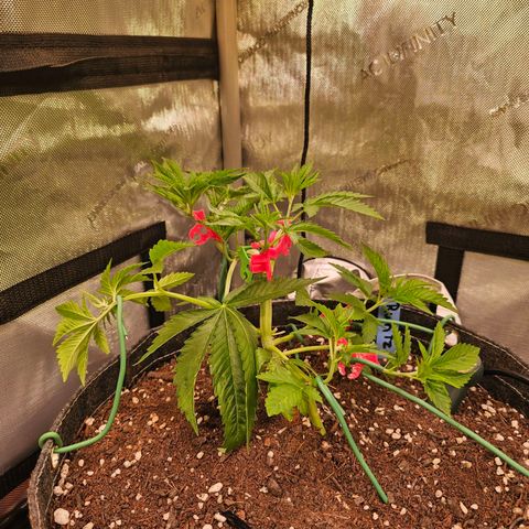 Melonade Runtz growlog timeline photo