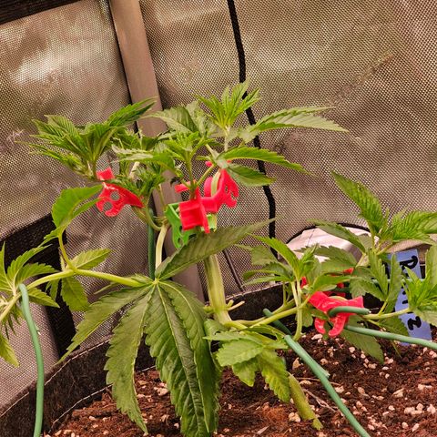 Melonade Runtz growlog timeline photo
