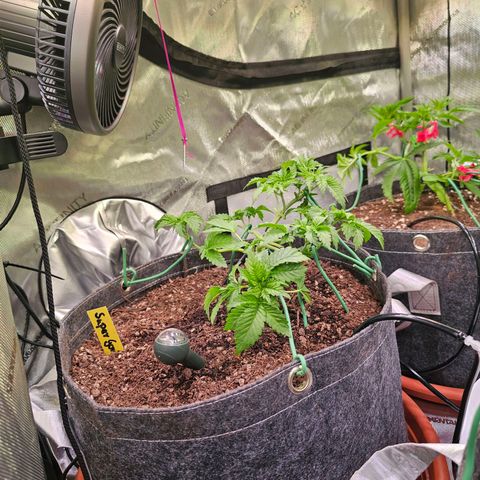 Gorilla Super Glue  #1 growlog timeline photo